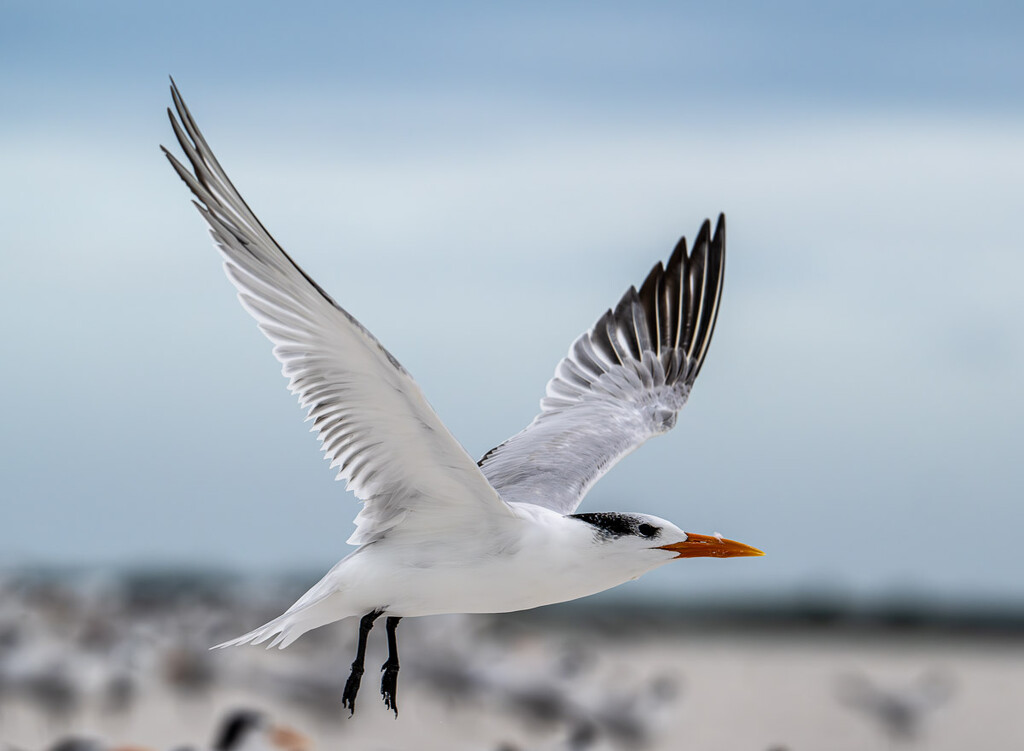 Royal Tern by kathyladley