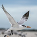Royal Tern by kathyladley