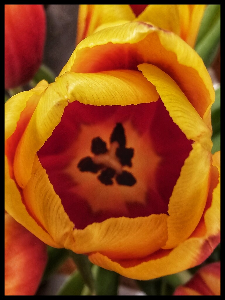 Tulip by kathryn54