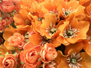 19th Mar 2024 - 079 - Orange Flowers for Spring