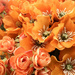 079 - Orange Flowers for Spring by emrob