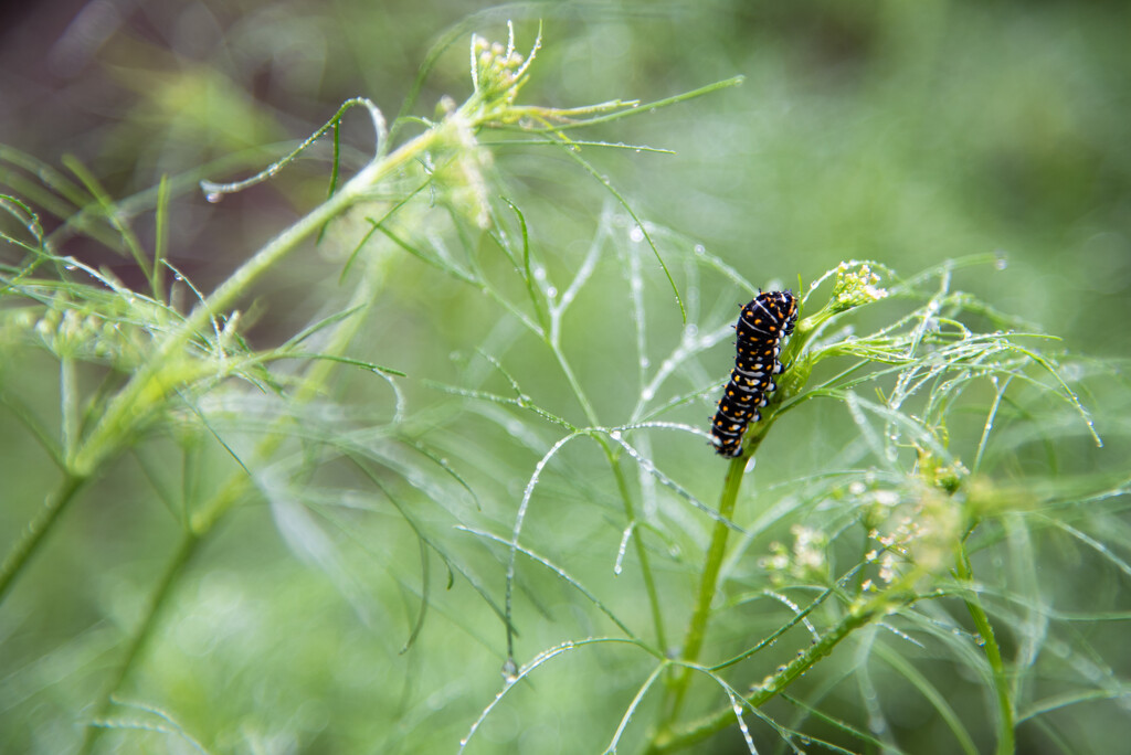 081 - Black Swallowtail on the Dill by emrob