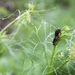 081 - Black Swallowtail on the Dill