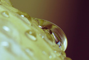 22nd Mar 2024 - Water Droplet