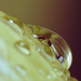 Water Droplet by aydyn