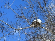 23rd Mar 2024 - A snow-capped nest