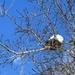 A snow-capped nest