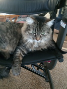 23rd Mar 2024 - Bitsy Lounging On the Rollator
