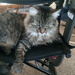 Bitsy Lounging On the Rollator
