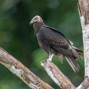 15th Mar 2024 - yellow-headed Vulture