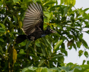 21st Mar 2024 - Amazonian Umbrellabird