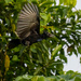 Amazonian Umbrellabird by nicoleweg