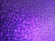 23rd Mar 2024 - Purple sparkles