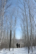 24th Mar 2024 - Birch trees