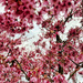 Pink spring !  by cocobella