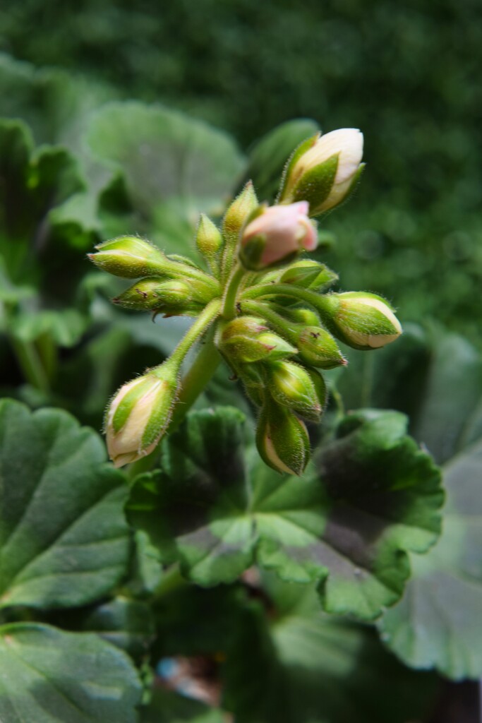 3 23 Geranium about to bloom by sandlily