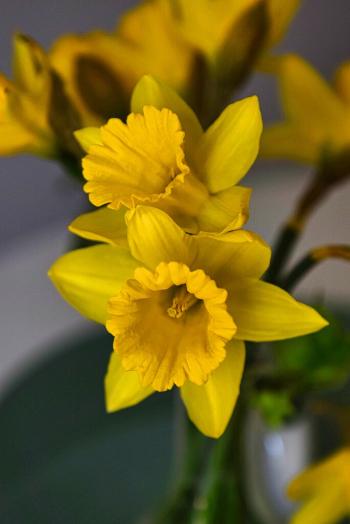 3 23 Spring Daffodils by sandlily