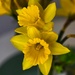 3 23 Spring Daffodils by sandlily