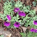Pretty in purple by felicityms
