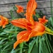 Orange Daylily by rensala