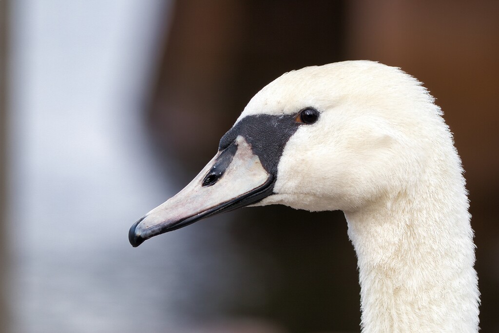Swan by okvalle