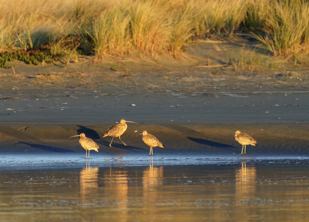 Whimbrels in the golden dawn by jgpittenger