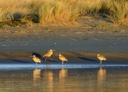 23rd Mar 2024 - Whimbrels in the golden dawn