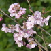 Cherry Blossom by susiemc
