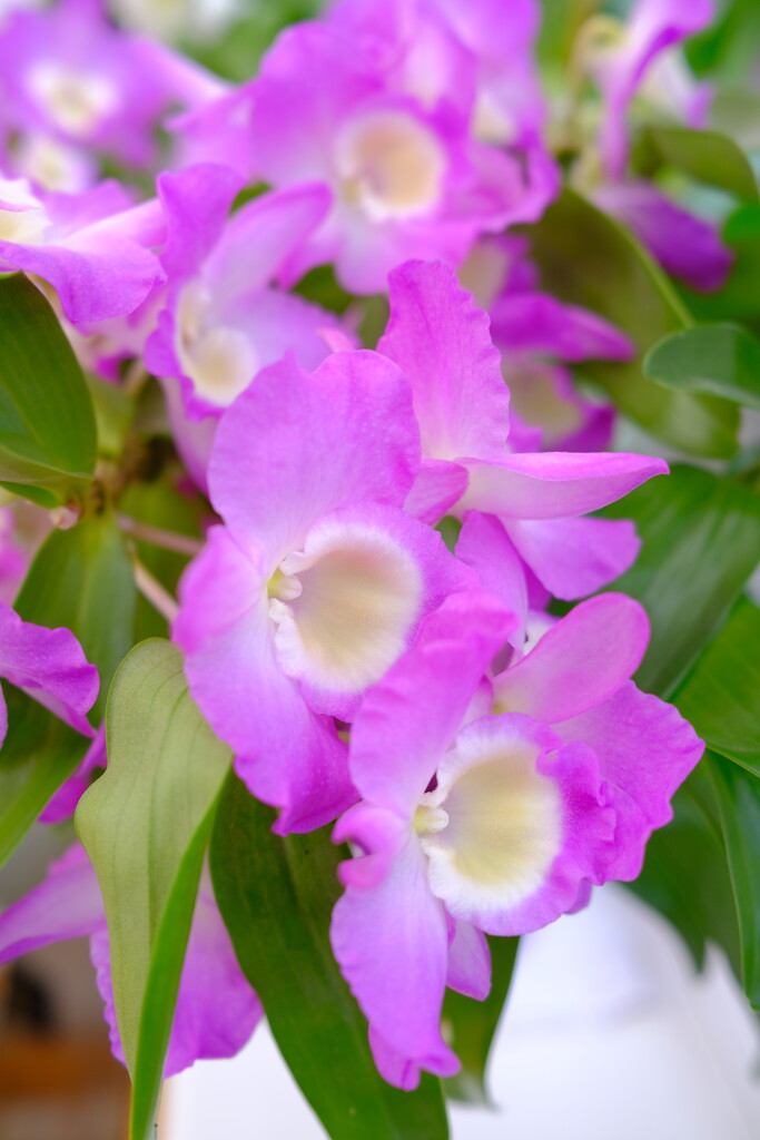 Dendrobium orchid by happyteg
