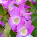Dendrobium orchid by happyteg