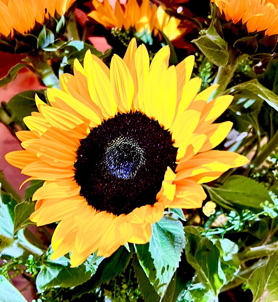 Sunflower Yellow  by rensala