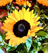 20th Mar 2024 - Sunflower Yellow 