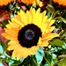 Sunflower Yellow  by rensala