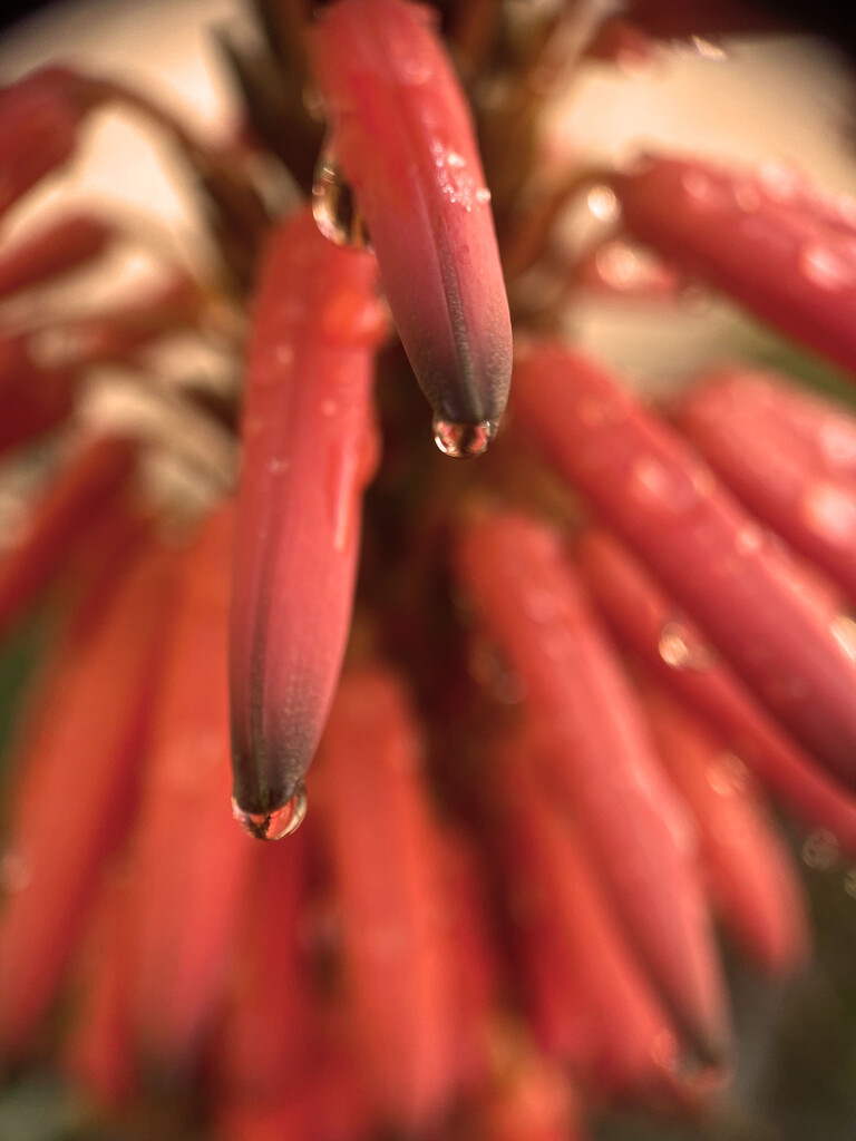 Aloe Flower  by joysfocus