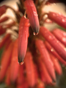 24th Mar 2024 - Aloe Flower 