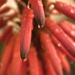 Aloe Flower  by joysfocus
