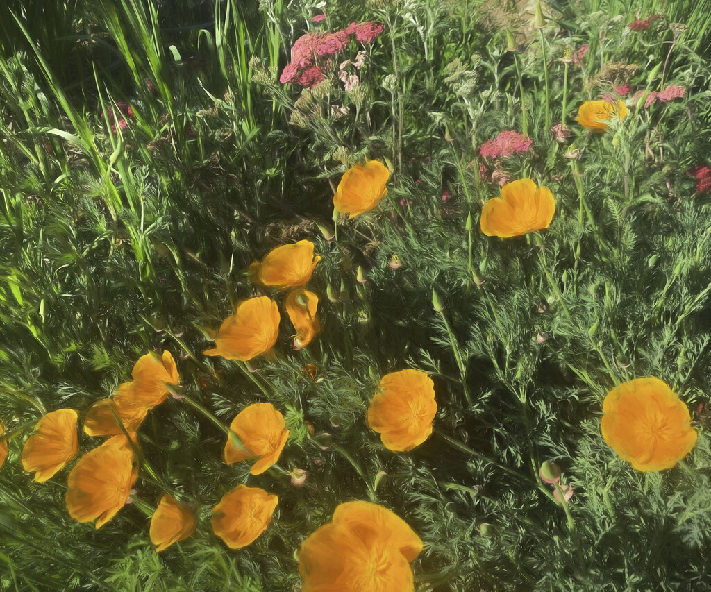 California Poppies Impressionistic by joysfocus