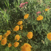 California Poppies Impressionistic