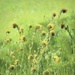 Wild Flowers Impressionistic by joysfocus