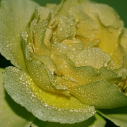 22nd Mar 2024 - a mellow rose