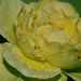 a mellow rose
