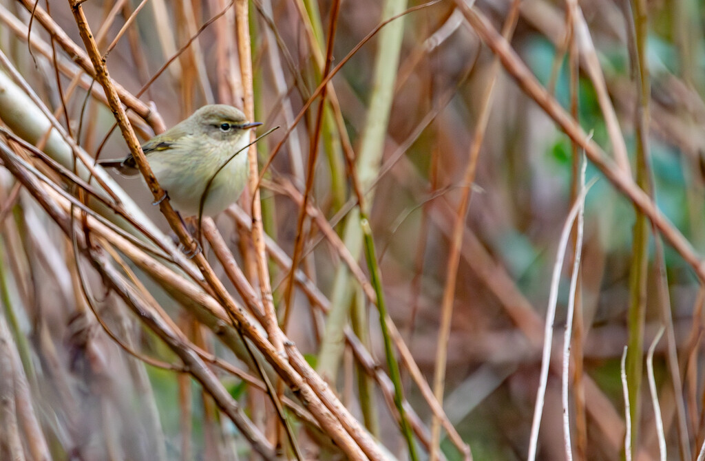 ChiffChaff by lifeat60degrees