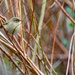 ChiffChaff by lifeat60degrees