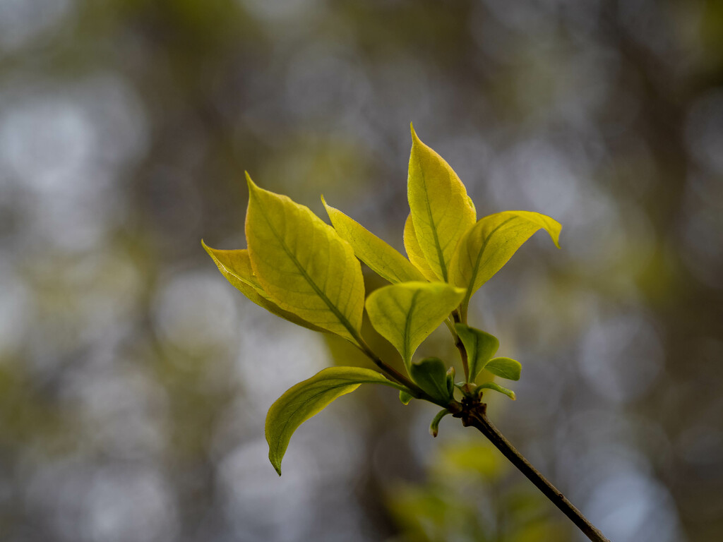 Spring leaves by haskar