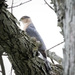 Coopers hawk by bobbic