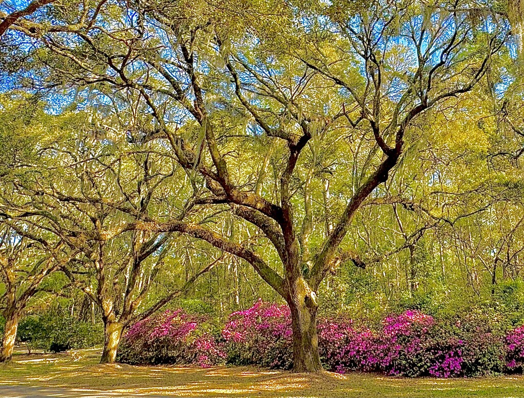 The glory of Spring by congaree