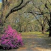 Azaleas and live oaks by congaree