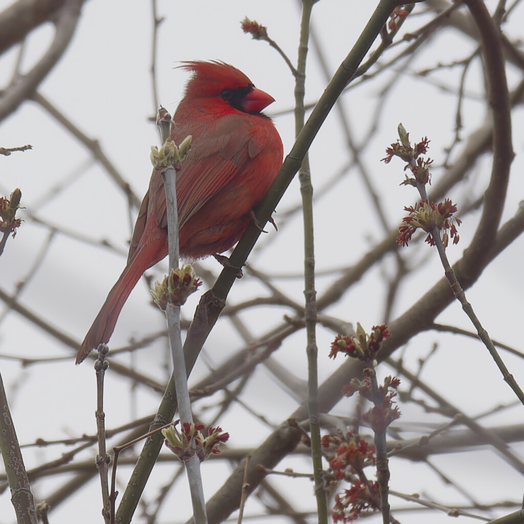 Northern cardinal in  budding tree by rminer