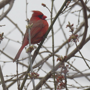 24th Mar 2024 - Northern cardinal in  budding tree