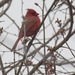 Northern cardinal in  budding tree